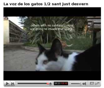 video dels gats de sant just