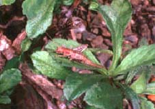 Grill: arachnocephalus vestitus, de la mateixa familia i present a  Collserola