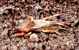 Gryllotalpa gryllotalpa, Trobat al Baix Llobregat