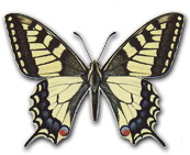 Papilio macaon