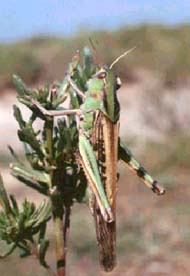 Locusta migratoria, ortòpter força més conegut.